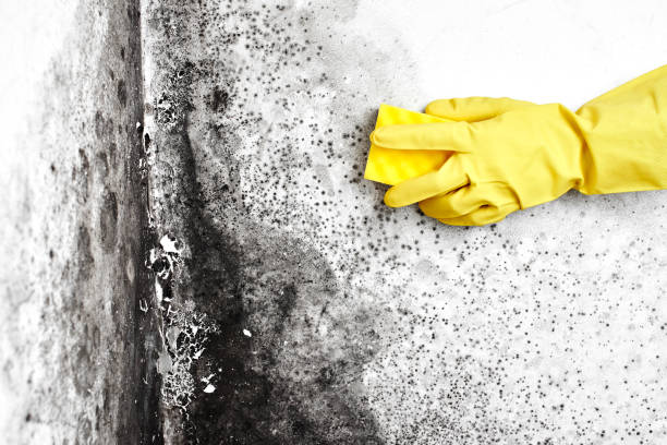 Best DIY Mold Remediation Support Services in Churchville, NY