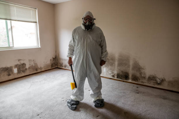 Best White Mold Remediation in Churchville, NY