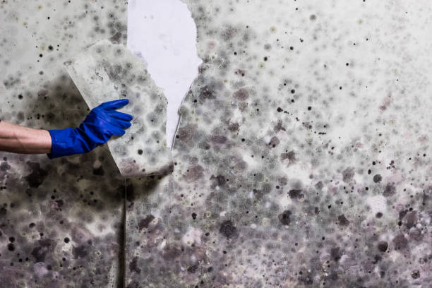 Best Bathroom Mold Remediation in Churchville, NY
