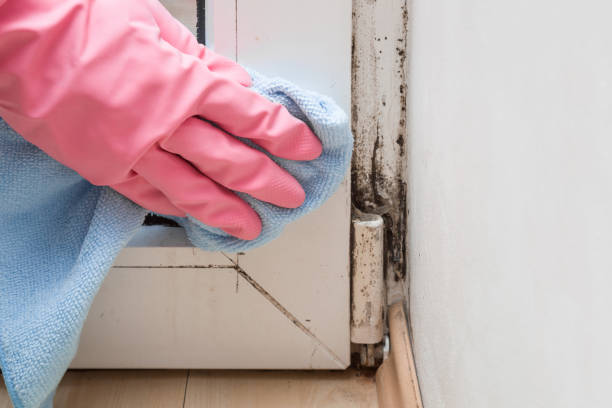 Best Mold Testing and Inspection Services in Churchville, NY